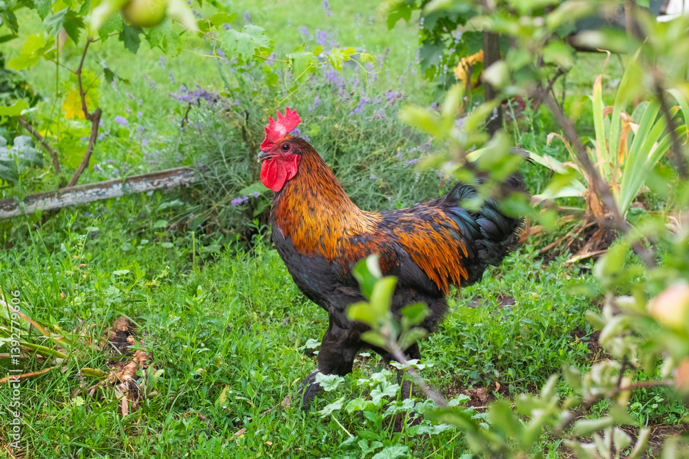 Majestic Marans rooster with vibrant plumage walking on green grass in a garden
