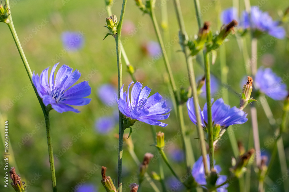 Delicate blue flowers of common chicory (Cichorium intybus) against a blurred green background