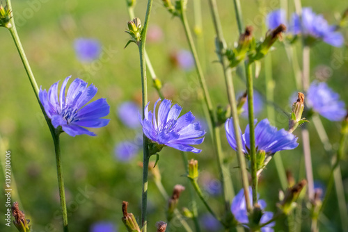 Obraz na płótnie Delicate blue flowers of common chicory (Cichorium intybus) against a blurred green background w salonie