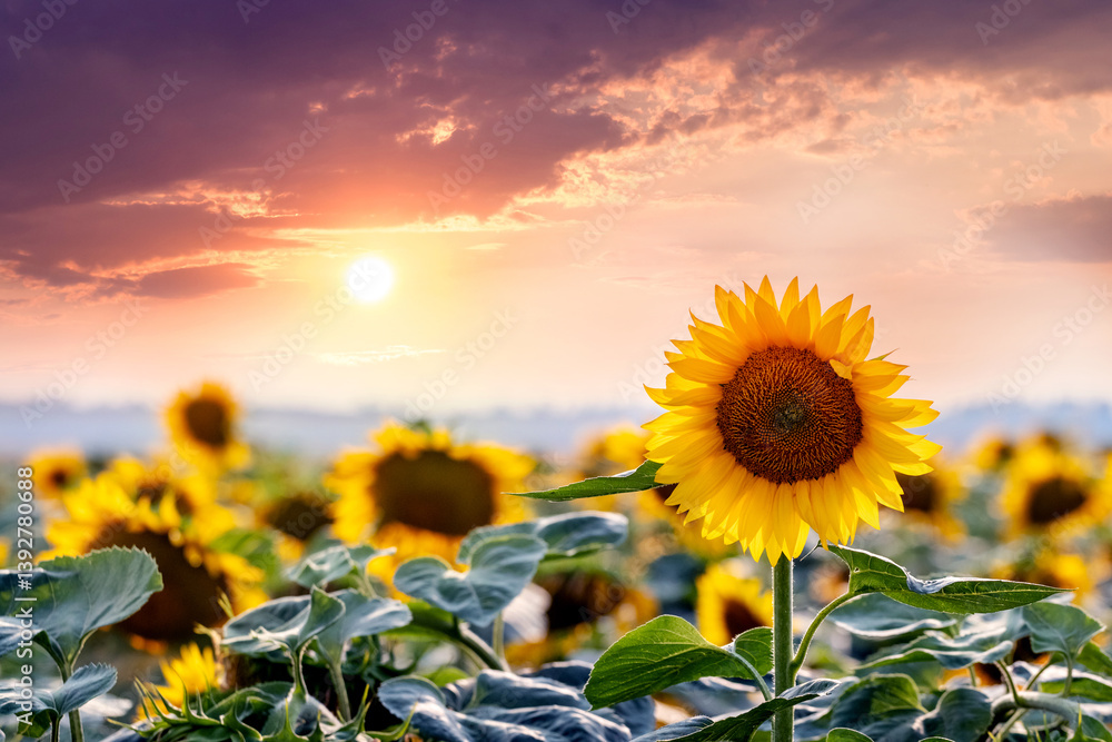 Sunset over a field of blooming sunflowers with a vibrant sky in purple and orange hues