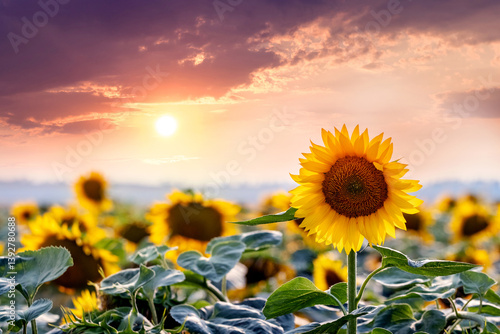 Obraz na płótnie Sunset over a field of blooming sunflowers with a vibrant sky in purple and orange hues w salonie