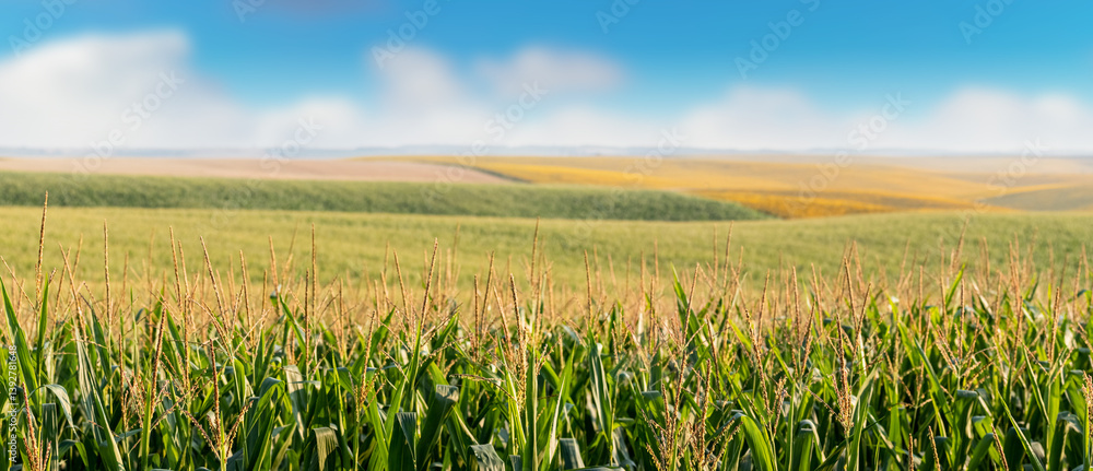 Wheat field stretching to the horizon under a blue sky with fluffy white clouds