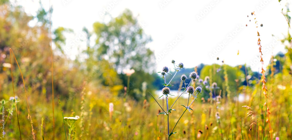 Blooming crown serratula (Serratula coronata) among various grasses against a blurred natural background