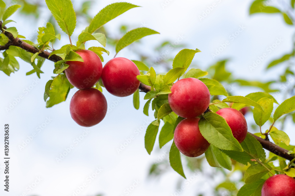 Ripe red cherry plum fruits on a branch with green leaves against a blurred garden background