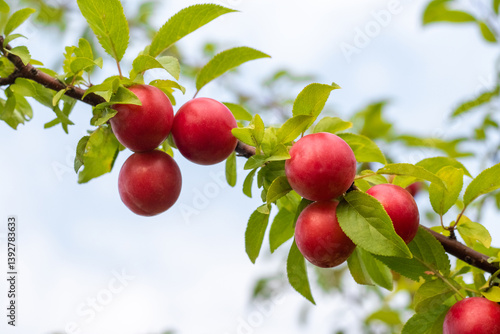 Obraz na płótnie Ripe red cherry plum fruits on a branch with green leaves against a blurred garden background w salonie