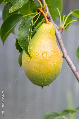 Fresh Noyabrskaya pear (Pyrus communis 'Nojabrskaja') with water droplets on its skin among green leaves