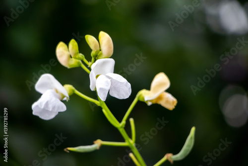 image of blooming common bean (Phaseolus vulgaris) with white flowers and yellow buds against a blurred green background