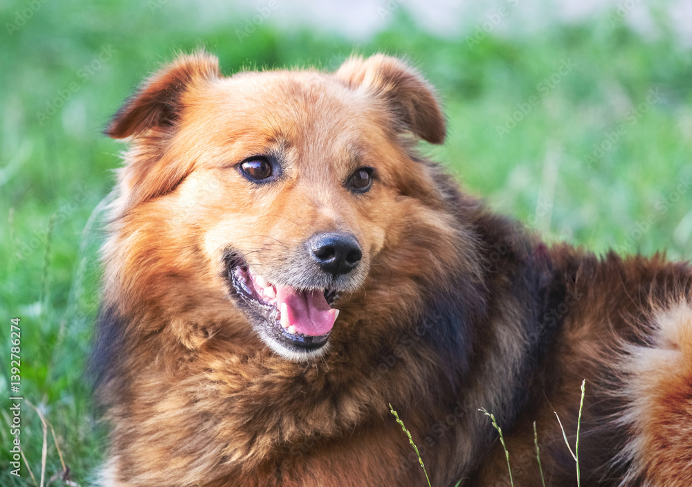 image of a cute brown fluffy dog lying on green grass and looking at the camera