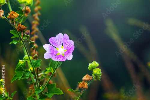 Obraz na płótnie Gentle purple flowers of common mallow on blurred background w salonie
