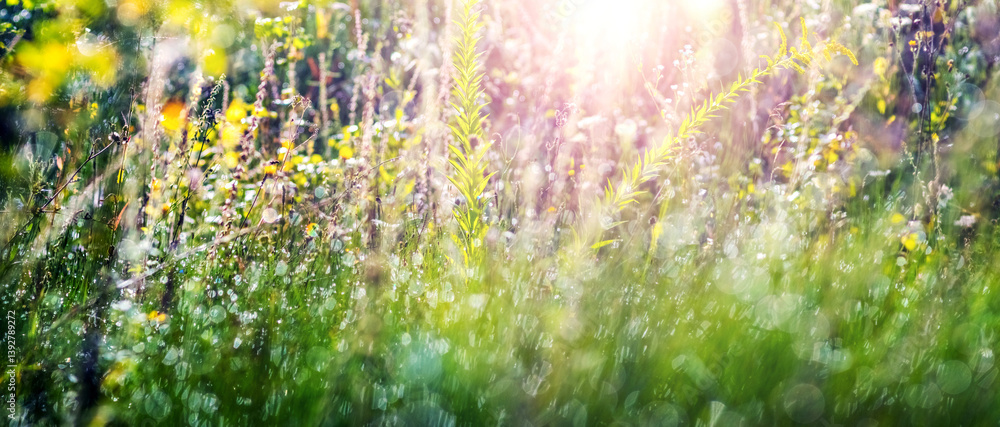 Sunlight penetrates through various meadow grasses and flowers on a blurred backgrou