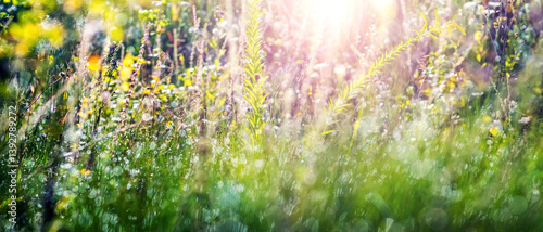 Obraz na płótnie Sunlight penetrates through various meadow grasses and flowers on a blurred backgrou w salonie