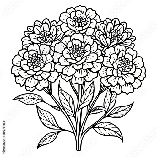 Marigold Flower Illustration