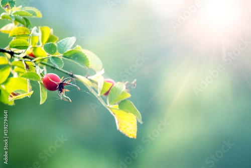 Obraz na płótnie Ripe rose hips with bright green leaves on blurred background w salonie