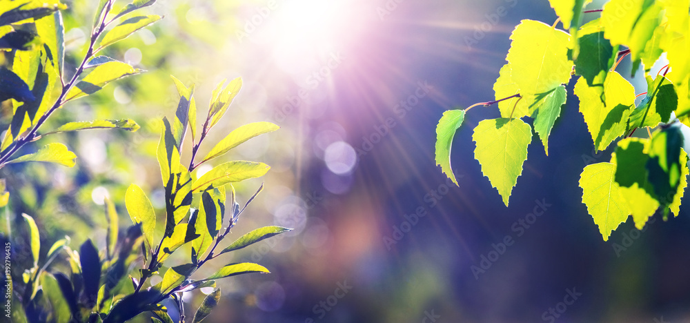 Sunlight breaking through tender green leaves of willow and birch