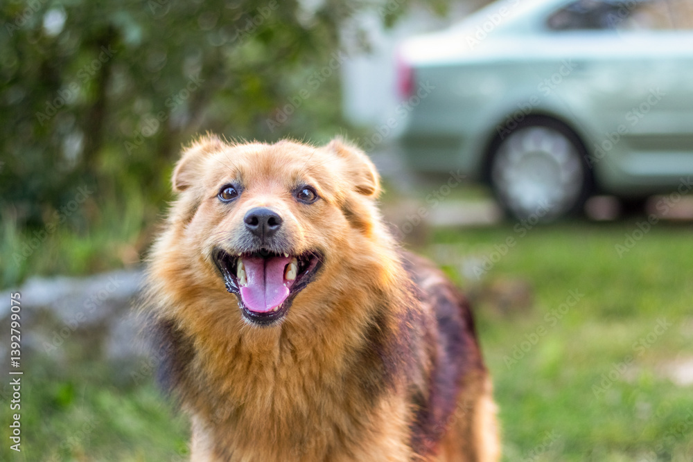 Alert medium-sized reddish dog with black fur on its back stands on the grass near a light-colored car on a sunny day