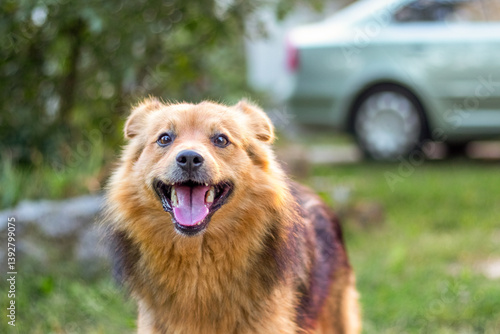 Obraz na płótnie Alert medium-sized reddish dog with black fur on its back stands on the grass near a light-colored car on a sunny day w salonie