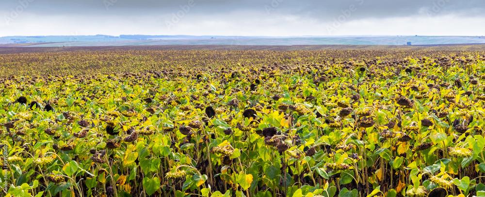Wide angle low angle view of a large field of withered sunflowers under an overcast sky