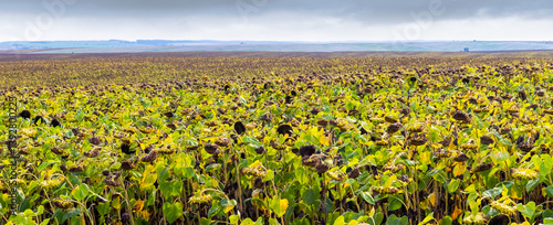 Obraz na płótnie Wide angle low angle view of a large field of withered sunflowers under an overcast sky w salonie