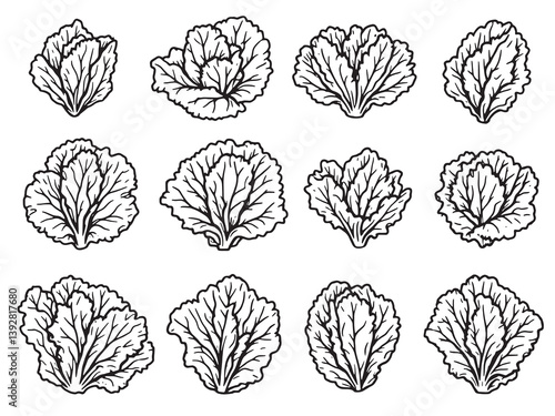 Butter lettuce line art