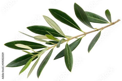 Isolated olive branch with vibrant green leaves against a transparent backdrop