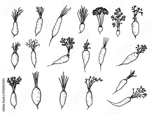 Daikon radish line art 