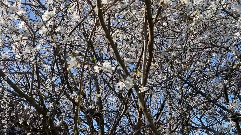 Slow motion look at a plum tree blossom, blossoming in the spring Slow motion look at a plum tree blossom, blossoming in the spring