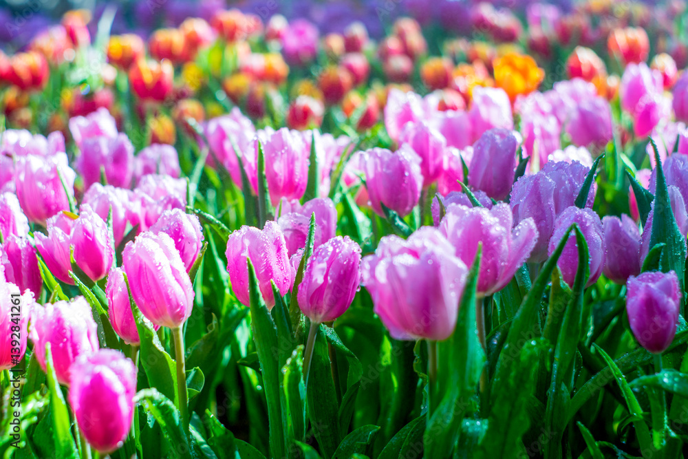 Fototapeta premium Pink Tulips in Full Bloom with Morning Mist and a Beautiful Natural Background