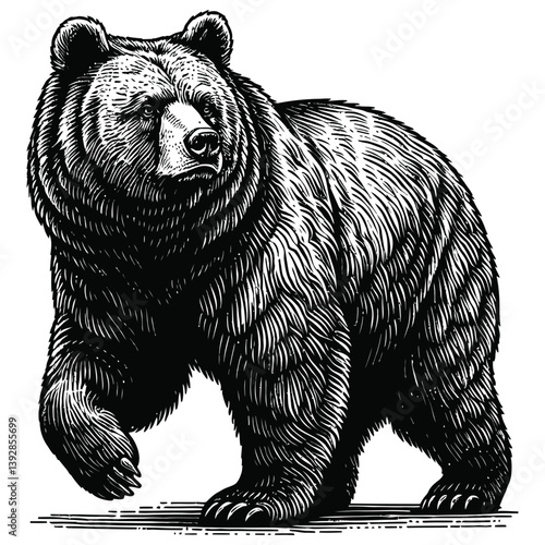 vector illustration of a bear
