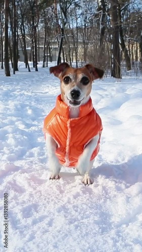 Adorable dancing jumping dog in orange jacket excited waiting fetch toy. Funny pet performance in winter sunny snowy park. Cute small Jack Russell terrier play outside. Vertical video footage