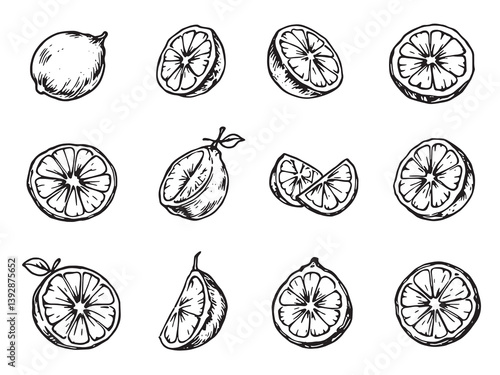 Lime line art