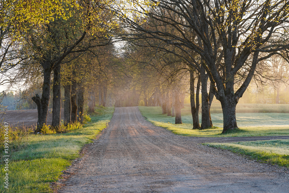 Alley of trees at sunrise