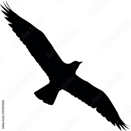 Black bird silhouette soaring on white background. bird, silhouette, flying, wings, avian, feather, flight