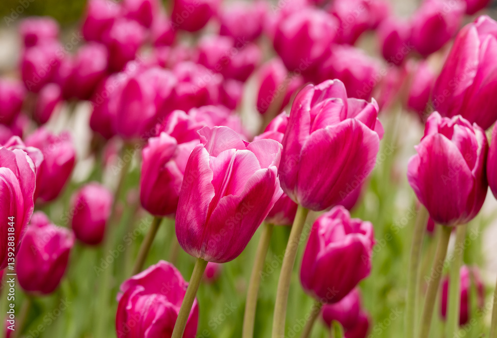 Beautiful red tulips bloom in a flowerbed in the city park area in spring. Beautiful red tulips bloom in a flowerbed in the city park area in spring.
