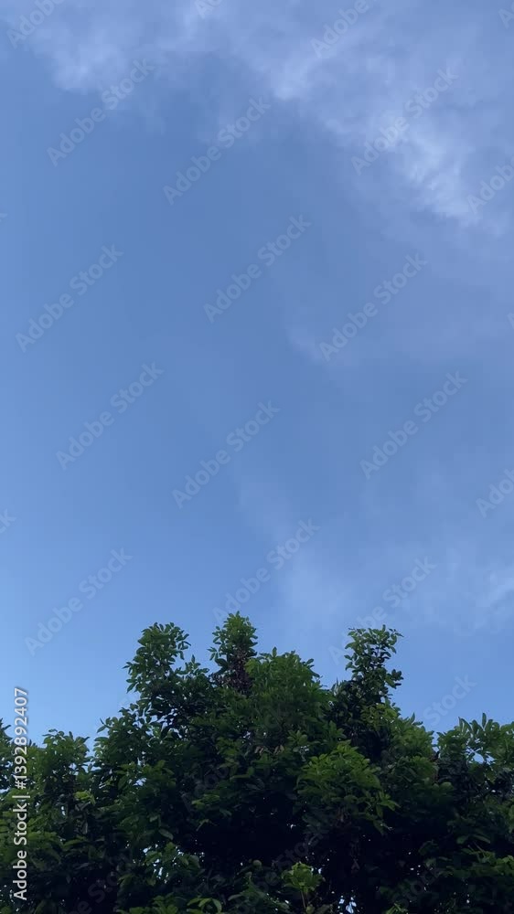 Green Tree Under Blue Sky Green Tree Under Blue Sky