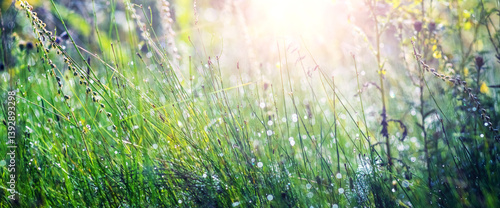 Sunlight penetrates through various meadow grasses and flowers on a blurred backgrou