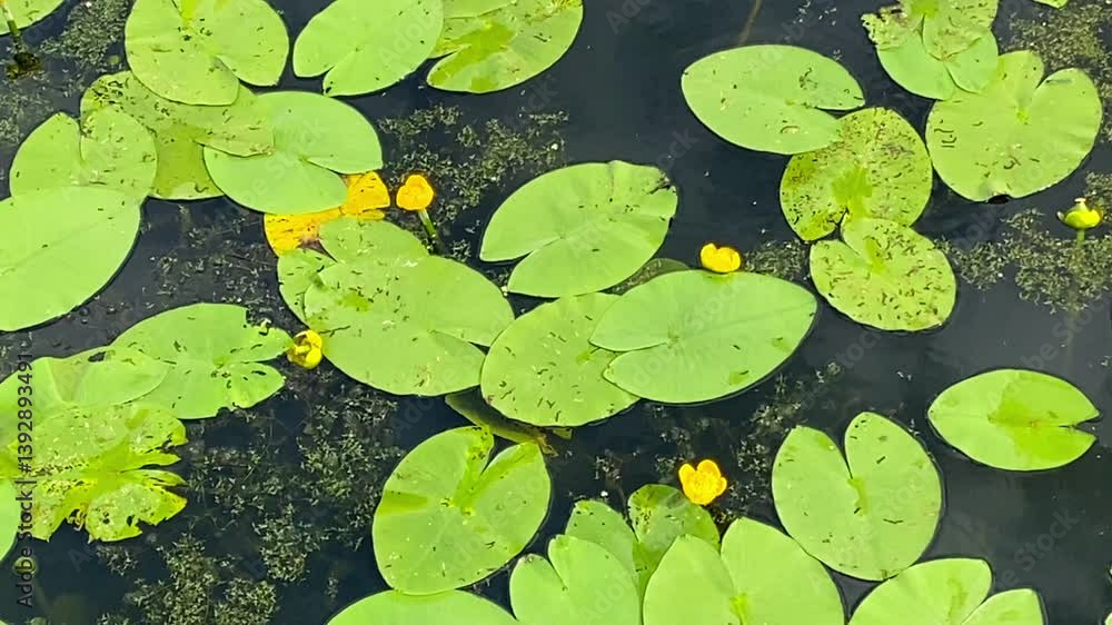 Yellow water lilies gracefully float among green lily pads on a serene water surface, showcasing a vibrant aquatic ecosystem. The contrast of colors creates an eye-catching natural scene Yellow water lilies gracefully float among green lily pads on a serene water surface, showcasing a vibrant aquatic ecosystem. The contrast of colors creates an eye-catching natural scene
