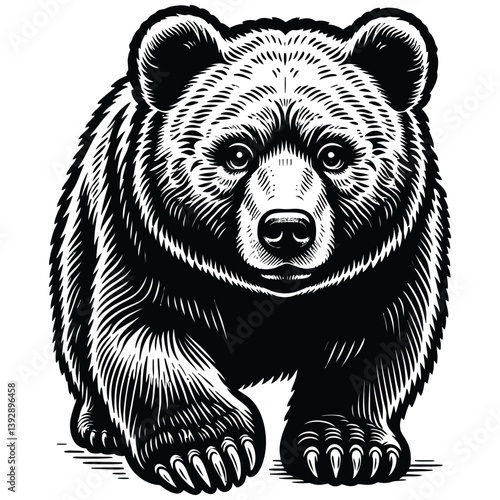 brown bear vector