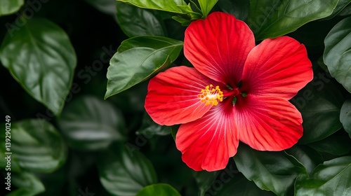 Wallpaper Mural Vibrant Blooming Red Hibiscus Flower with Deep Green Tropical Foliage Torontodigital.ca