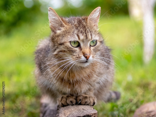 Wallpaper Mural Portrait of a tabby gray-brown cat with green eyes sitting on a wooden stump against a blurred green background Torontodigital.ca