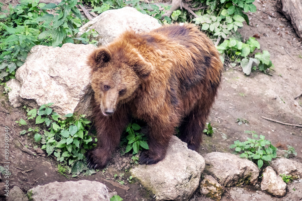 Naklejka premium Large brown bear standing on rocky terrain among green plants with its head down