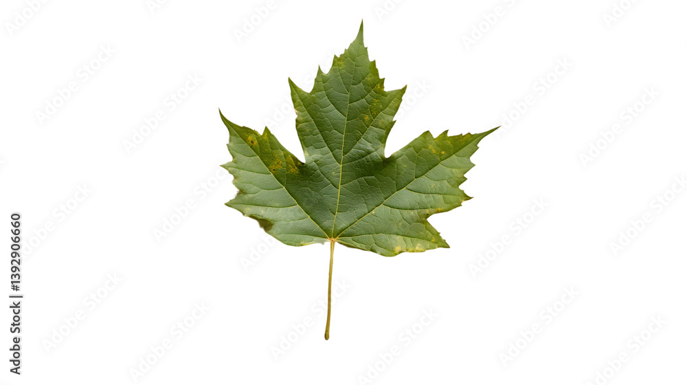 Fototapeta premium Detailed Above View of Single Leaf on White Background - Natural Greenery Concept