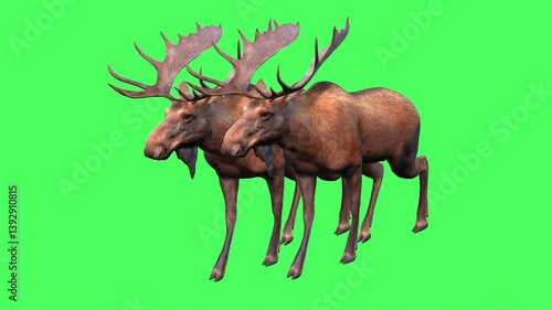 Wallpaper Mural Two Moose Jumping and Looking Around. Torontodigital.ca