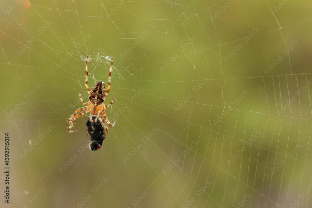 spider, web, insect, nature, animal, arachnid, macro, garden, cobweb, wildlife, net, predator, spiderweb, spider web, argiope, legs, closeup, bug, arachnophobia, yellow, creepy, prey spider, web, insect, nature, animal, arachnid, macro, garden, cobweb, wildlife, net, predator, spiderweb, spider web, argiope, legs, closeup, bug, arachnophobia, yellow, creepy, prey