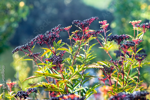 Clusters of ripe black elderberries (Sambucus nigra) against a backdrop of green leaves on a sunny summer day