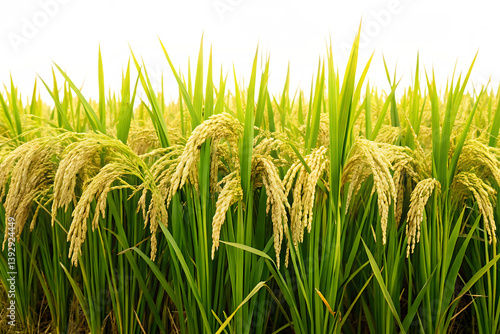 Green rice plant field isolated on white background, ideal for agricultural, farming, or organic food themes