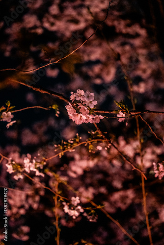 夜桜