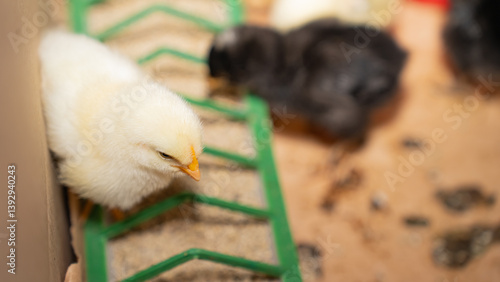 Group of four-day-old baby chickens in their natural environment with feeder and drinker containing vitamins. Concept of poultry farming, animal care, and natural food production.
