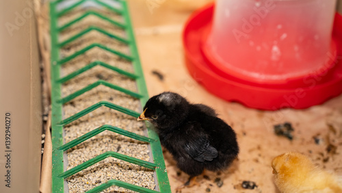 Group of four-day-old baby chickens in their natural environment with feeder and drinker containing vitamins. Concept of poultry farming, animal care, and natural food production.