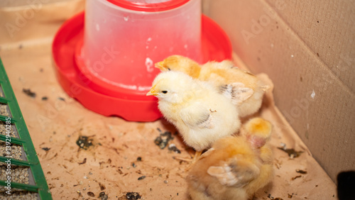 Group of four-day-old baby chickens in their natural environment with feeder and drinker containing vitamins. Concept of poultry farming, animal care, and natural food production.