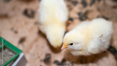 Group of four-day-old baby chickens in their natural environment with feeder and drinker containing vitamins. Concept of poultry farming, animal care, and natural food production.